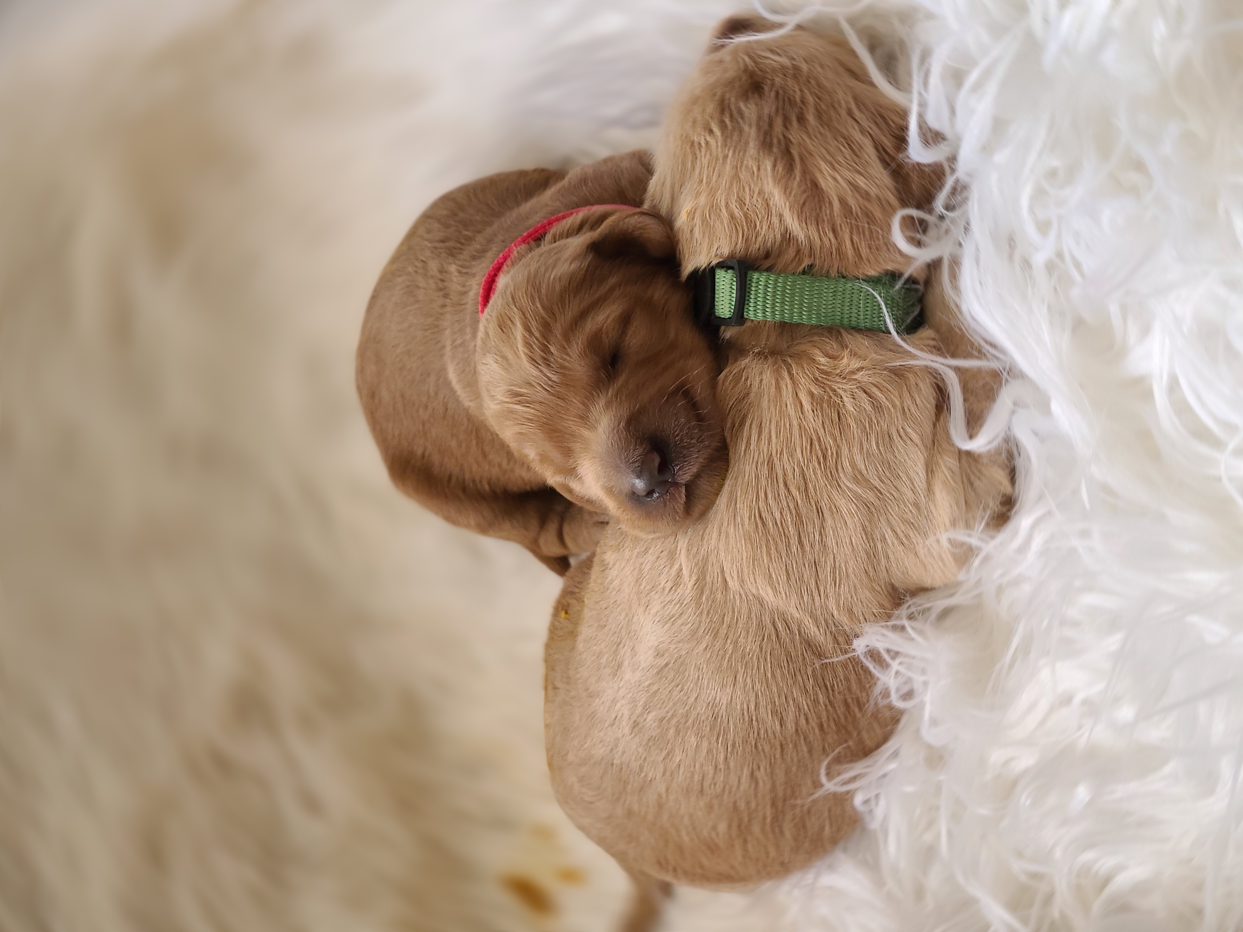 "Red & Green F1 girls from 2021 Rosie x Apollo" Goldendoodle and Golden Retriever Puppies from Golden Paw Farm