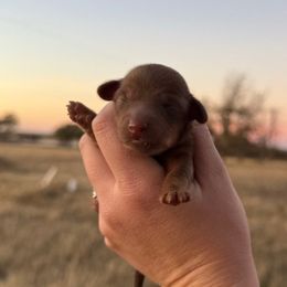 Noelle - Chocolate and tan female Dachshund puppy in Rising Star, Texas from Boring Weenies