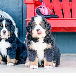 Bernese Mountain Dog Puppies from Swiss Berner Bears