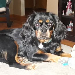 Madison - Cavalier King Charles Spaniel