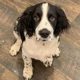 English Springer Spaniels from Palmetto Springer Spaniels