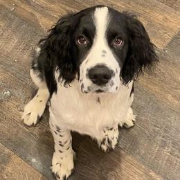 English Springer Spaniels from Palmetto Springer Spaniels