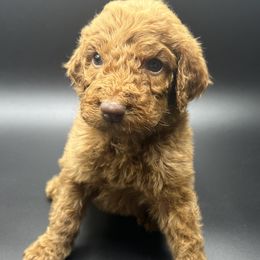 Blue Collar - Goldendoodle puppy in Ellsinore, Missouri from Doodles of Carter Co