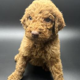 Blue Collar - Goldendoodle puppy in Ellsinore, Missouri from Doodles of Carter Co