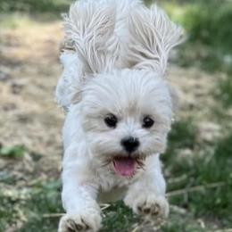 Jack - Lhasa Apso