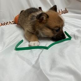 Green male - White and fawn male Pembroke Welsh Corgi puppy in Pleasant Plains, Arkansas from PBA Kennel
