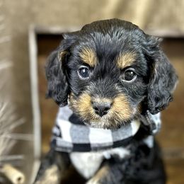Cavapoos from Babineau’s puppy Crew Poodles and Doodles