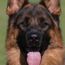 German Shepherd puppies from Blauen Bergen