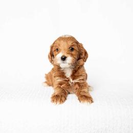 HONEY - Red  female Goldendoodle puppy in Meridian, Idaho from Country Club Doodles