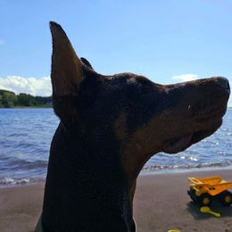 Doberman Pinscher Puppies from Eminent Dobermans