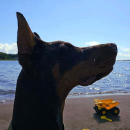 Doberman Pinscher Puppies from Eminent Dobermans