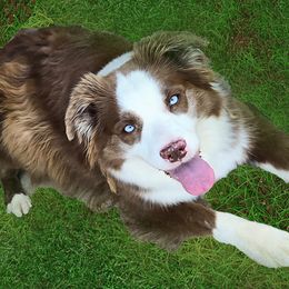 Cinder - Miniature Australian Shepherd