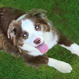 Cinder - Miniature Australian Shepherd