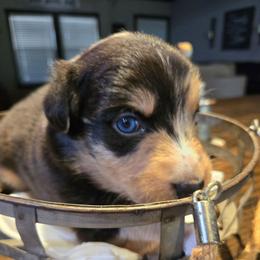 Leahy (Lay-hee) - Blue merle female Australian Shepherd puppy in Bastrop, Texas from Triple J Aussie Ranch