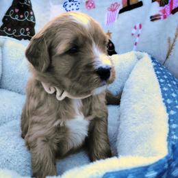Goldendoodle Puppies from Southern Star Goldendoodles