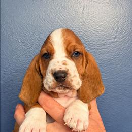 Porter - Mahogany and white male Basset Hound puppy in Bellaire, Ohio from Blessed Bassets