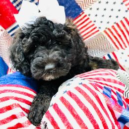 Goldendoodle Puppies from Magnolia Mini Goldendoodles