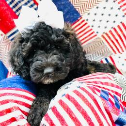 Goldendoodle Puppies from Magnolia Mini Goldendoodles
