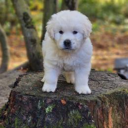 Golden Retriever Puppies from Hoekema Homestead Goldens