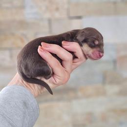 Girl 2 - Chocolate and cream female Dachshund puppy in Rancho Cucamonga, California from Pretty Little Dachshunds
