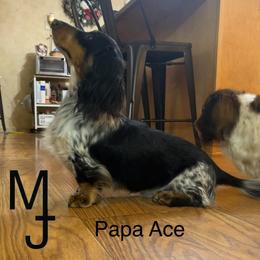 Ace - Dachshund