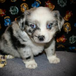 Champagne - Blue merle female Australian Shepherd puppy in El Dorado Springs, Missouri from HP Aussie Kennels