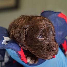 General - Chocolate male Australian Labradoodle puppy in Dawson, Georgia from Still Pond Australian Labradoodles