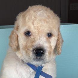 Boy 5 - Goldendoodle puppy in Ft White, Florida from Debra Guthrie's Doodles