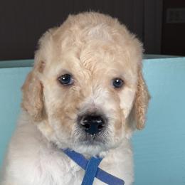Boy 5 - Goldendoodle puppy in Ft White, Florida from Debra Guthrie's Doodles