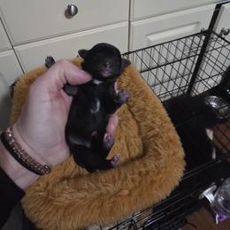 Larger female - Black female Poodle puppy in North Prince George, Virginia from ROYAL VISTA