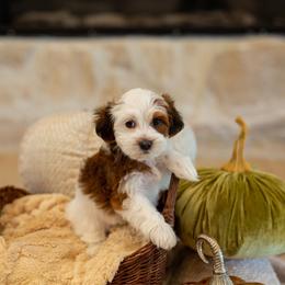 Patches - Red sable female Havapoo puppy in South Jordan, Utah from Sage Puppies