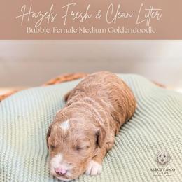 Puppy Pick 7 - Red  female Goldendoodle puppy in Whitesburg, Georgia from Asbury & Co Farms