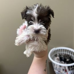 Girl 1 - Parti female Miniature Schnauzer puppy in Center Ridge, Arkansas from J Bar B Kennels