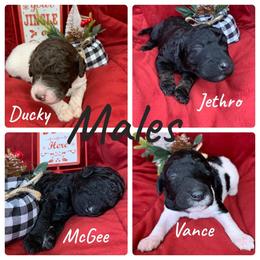 Poodle Puppies from Wonderland Kennel