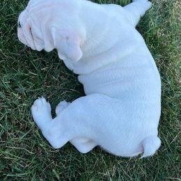 Bulldog Puppies from Tonya Clouser