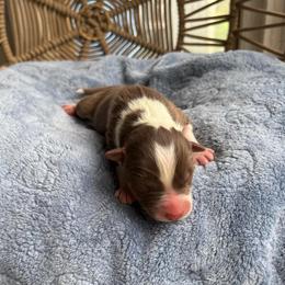 Henry - Red tri-color male Australian Shepherd puppy in Grants Pass, Oregon from Carmel Mountain Aussies