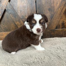 Willow - Red & white female Miniature Australian Shepherd puppy in Oroville, Washington from High Mountain Aussies