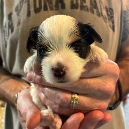 Bob - Black tan and white male Biewer Terrier puppy in Osteen, Florida from Moonshadow Biewer Terriers