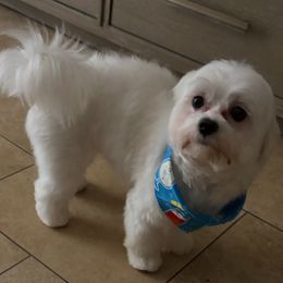 Lilo - Maltese