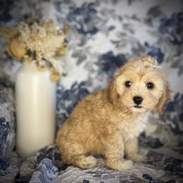 Ava - female Cavapoochon puppy in Waldron, Arkansas from Kay’s Cutie Poos