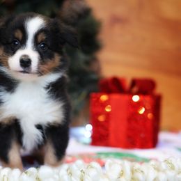 Carlisle - Black tri male Miniature American Shepherd puppy in Battle Ground, Washington from Casita Miniature American Shepherds