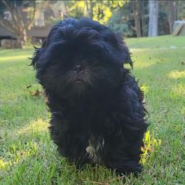 Sable - Black and white female Shih Tzu puppy in Kill Devil Hills, North Carolina from AKC Shih Tzu Champion Line Puppies