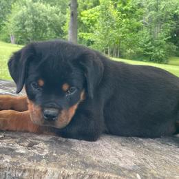 Blue collar - Black and mahogany male Rottweiler puppy in Industry, Illinois from KDKs Kennels
