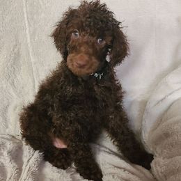 Black collar - Brown male Poodle puppy in Colorado Springs, Colorado from Silly's Standard Poodles