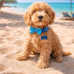Chewy - Apricot male Goldendoodle puppy in Daytona Beach, Florida from Beach Doodles