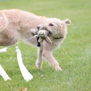 Ace - Lurcher
