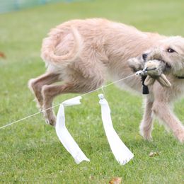 Ace - Lurcher