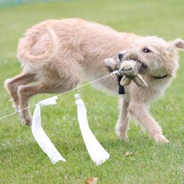 Ace - Lurcher