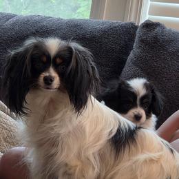 Phel'a - White black and tan female Papillon puppy in Lineville, Alabama from TimberLane Papillon's