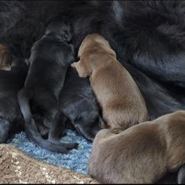 Black Newfoundland Female 1 - Black female Newfoundland puppy in Burfordville, Missouri from Umfleet Farms